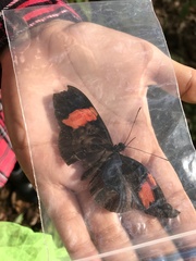 Heliconius erato