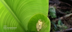 Dendropsophus