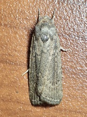 Athetis tenuis