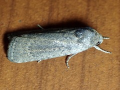 Athetis tenuis