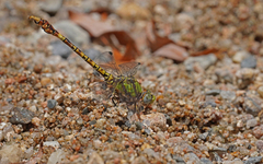 Paragomphus genei