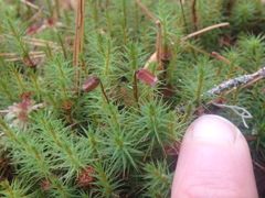 Polytrichum commune
