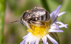 Anthophorula