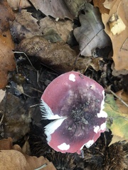 Russula atropurpurea