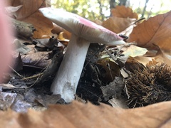Russula atropurpurea