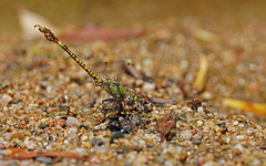 Paragomphus genei