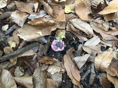 Russula atropurpurea