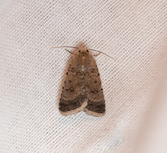 Caradrina flavirena