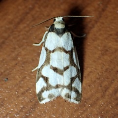 Scaptesyle dichotoma