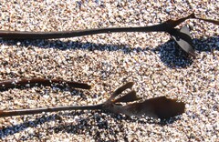 Laminaria setchellii
