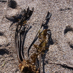 Laminaria setchellii