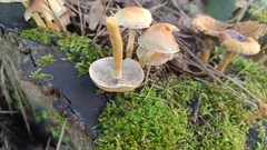Agaricales