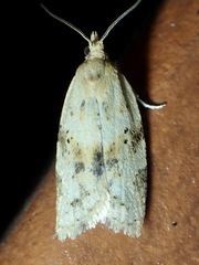 Clepsis divulsana