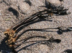 Laminaria setchellii