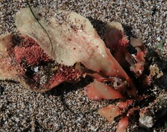 Chondracanthus exasperatus