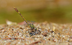 Paragomphus genei