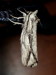 Ecnomodes sagittaria