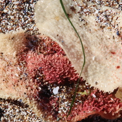 Chondracanthus exasperatus