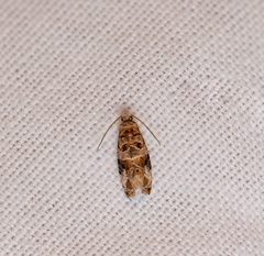 Lobesia botrana