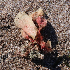 Chondracanthus exasperatus