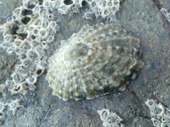 Cellana ornata