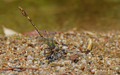 Paragomphus genei