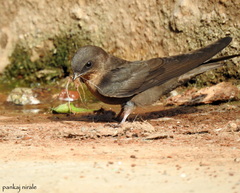 Ptyonoprogne concolor