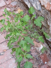 Chenopodiastrum murale