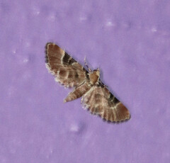 Eupithecia carellia