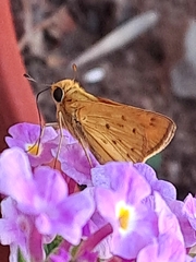Hylephila