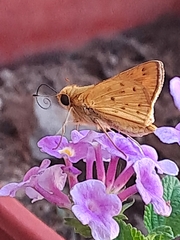 Hylephila