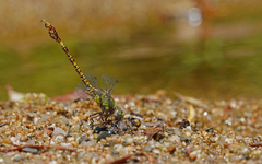 Paragomphus genei