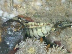 Sypharochiton pelliserpentis