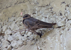 Ptyonoprogne fuligula