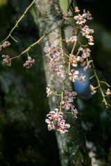 Trichocentrum andrewsiae