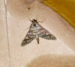 Epipagis disparilis