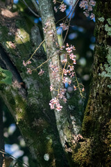 Trichocentrum andrewsiae