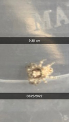 Pseudeuophrys lanigera