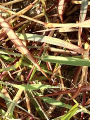Dichanthium