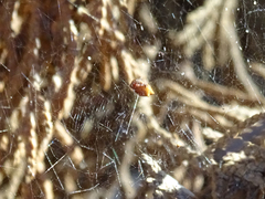 Cyrtophora citricola