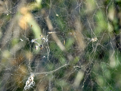 Cyrtophora citricola