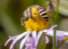 Anthophorula
