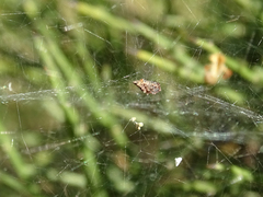 Cyrtophora citricola