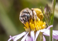 Anthophorula