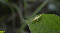Oecanthus longicauda