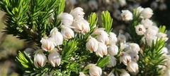 Erica triflora