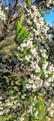 Erica triflora
