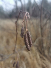 Alnus incana