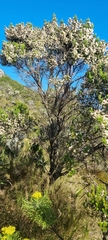 Erica triflora