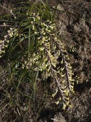 Struthiola fasciata